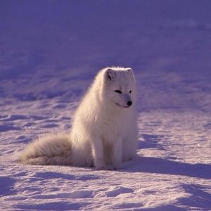 Meet your Posher, Fess